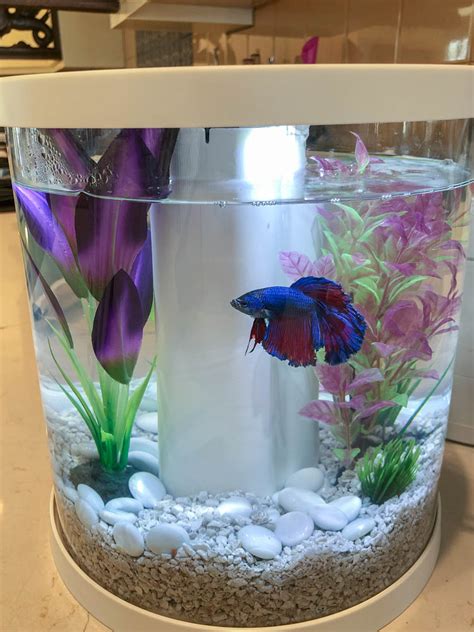 betta fish bowl|I bought a small betta alittle over a week ago.
